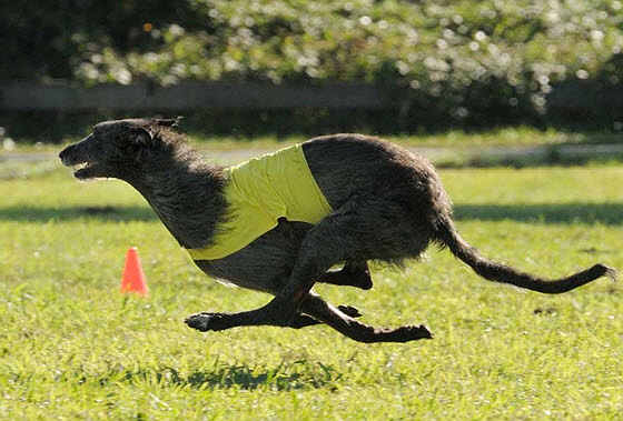 Scottish deerhound image 8 web