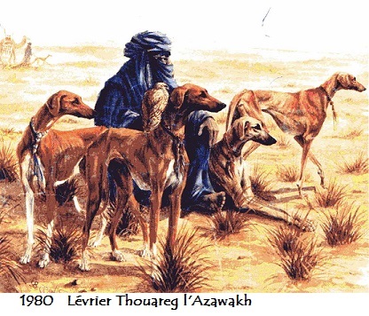 1980 levrier thouareg l azawakh