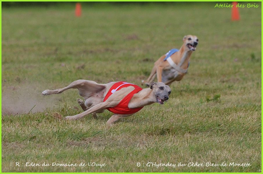 Whippet roche posay